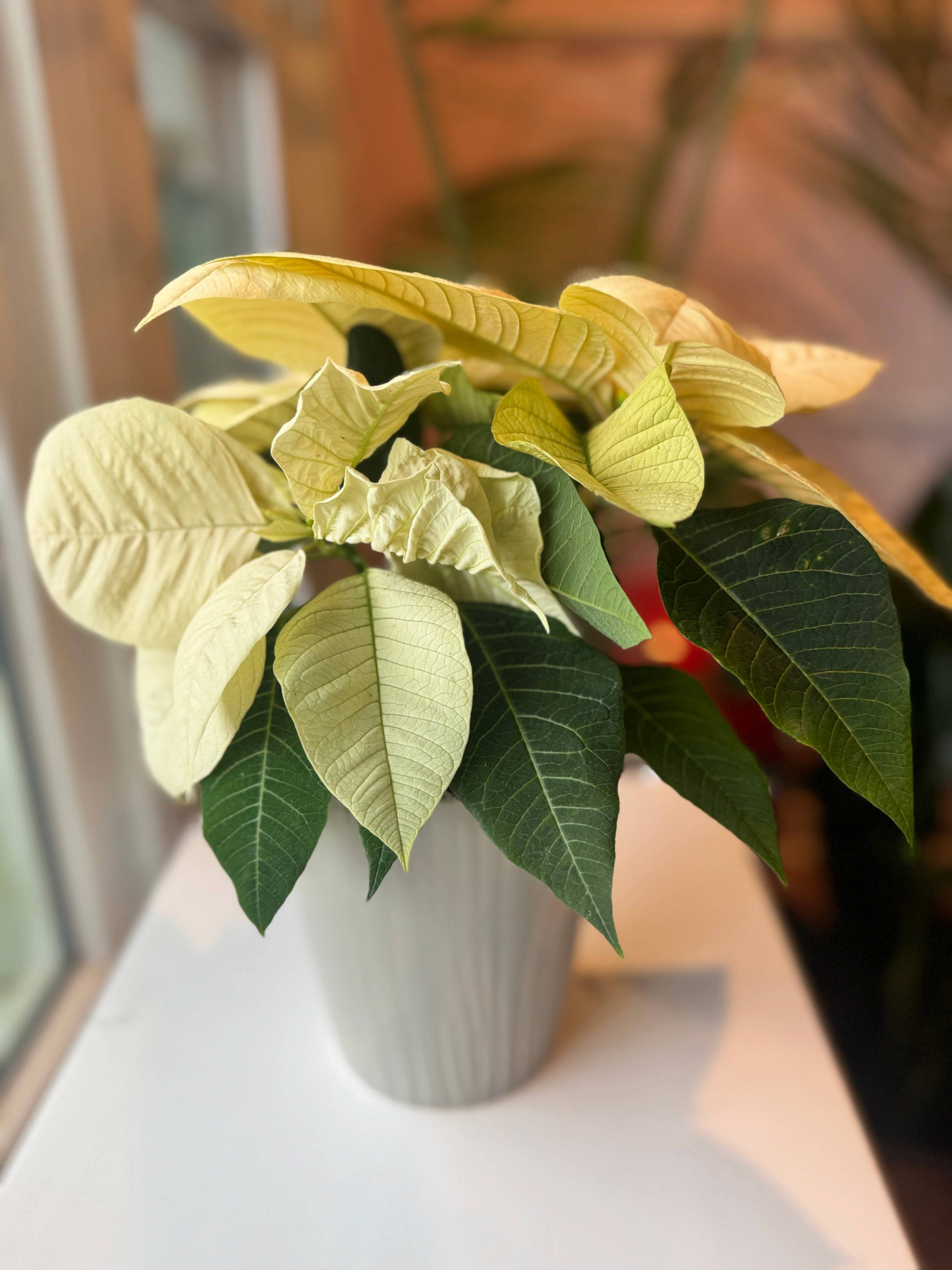 The Poinsettia