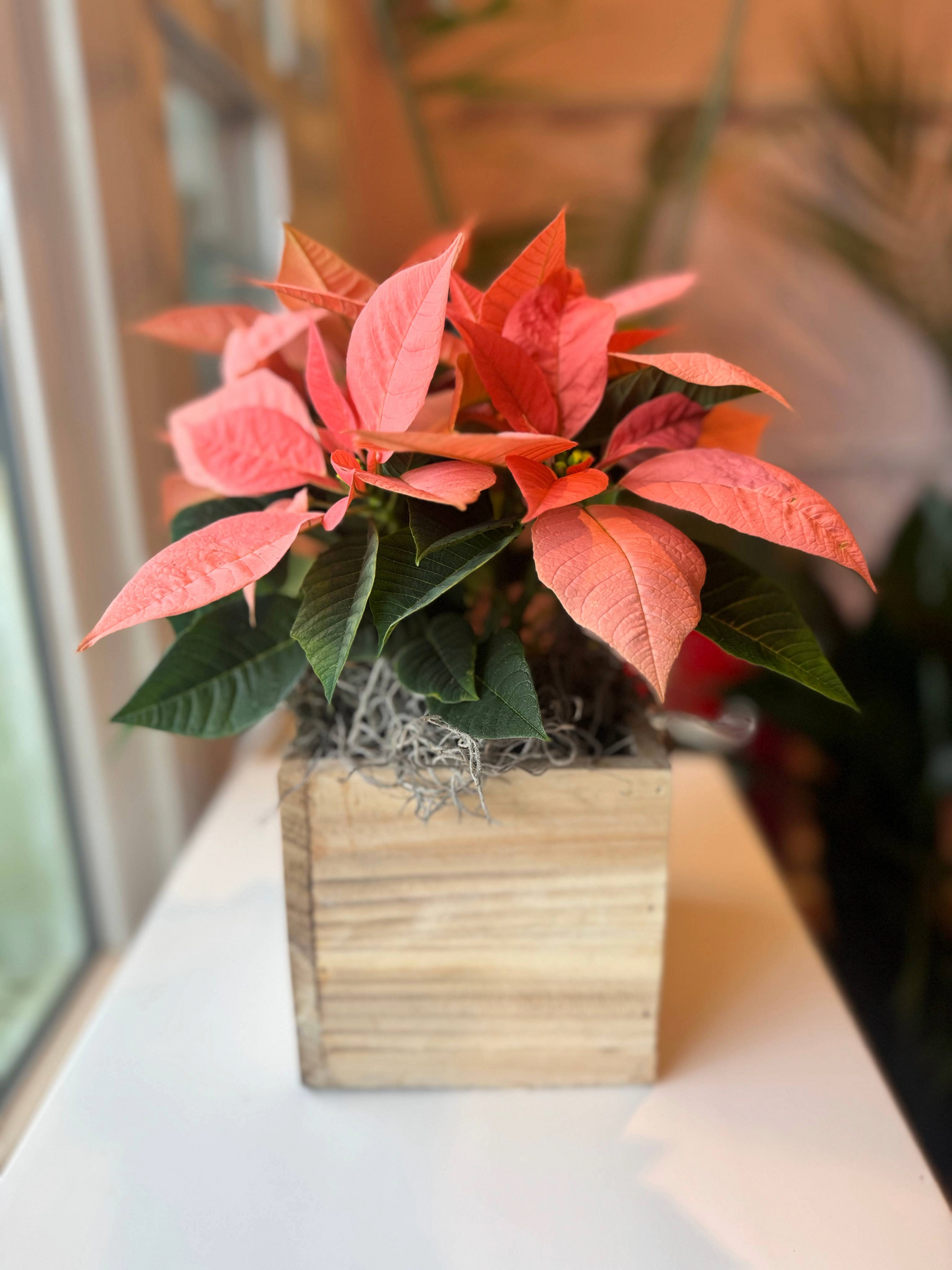 The Poinsettia